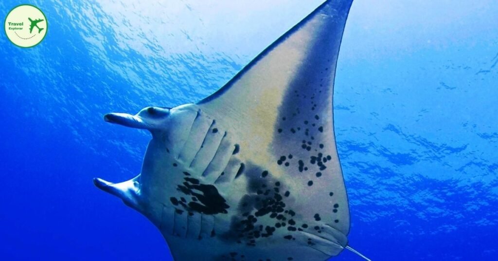 Lady Elliot Island