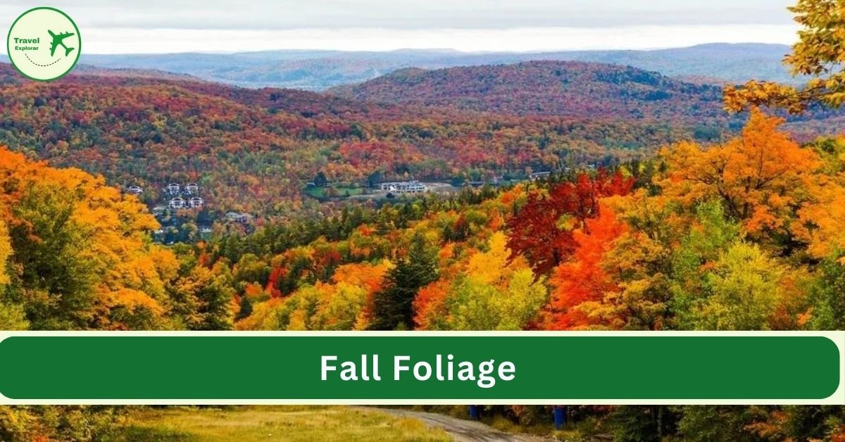 Fall Foliage